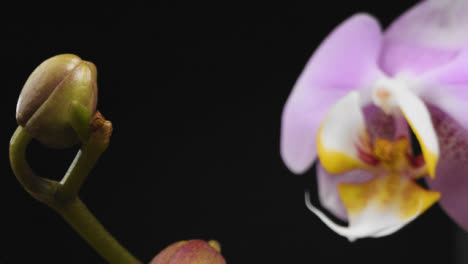 Tracking-Shot-Passed-Purple-Flower