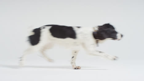 Long-Shot-of-Dog-Running-Through-Frame