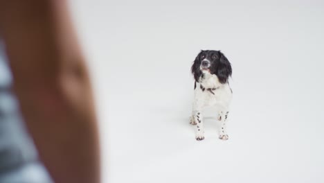 High-Angle-Shot-of-Dog-Playing