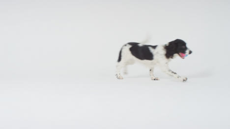 Long-Shot-of-Dog-Running-Through-Frame-with-Ball