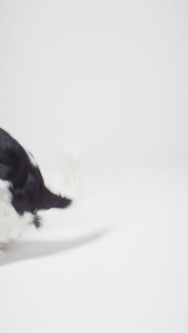 Vertical-Shot-of-Dog-Playing