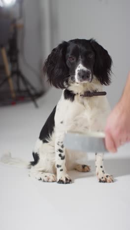 Vertikale-Aufnahme-Von-Hundefressen