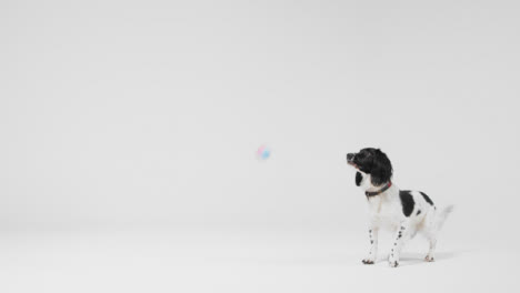Long-Shot-of-Dog-Playing-with-Ball-with-Copy-Space