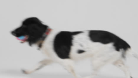 Mid-Shot-of-Dog-Running-Through-Frame-01