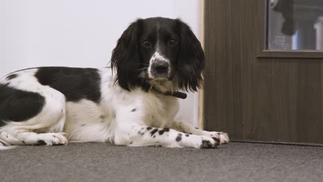 Tracking-Shot-of-Dog-Laying