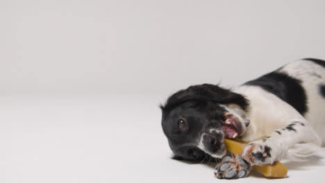 Mid-Shot-of-Dog-Eating-Treat-with-Copy-Space