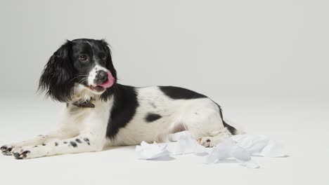 Halbaufnahme-Eines-Hundes,-Der-Sich-Mit-Zerrissenem-Papier-Hinlegt