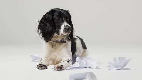 Foto-De-Seguimiento-De-Un-Perro-Tendido-Con-Espacio-De-Copia