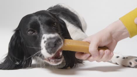 Close-Up-Shot-of-Dog-Eating-Treat
