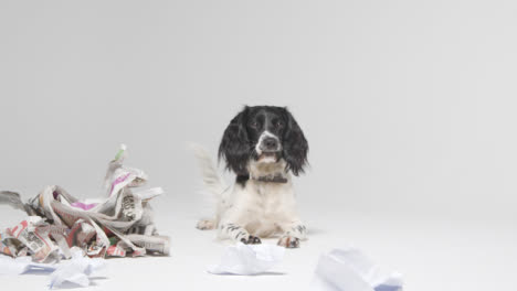 Tracking-Shot-of-Dog-Laying-with-Ripped-Paper-01