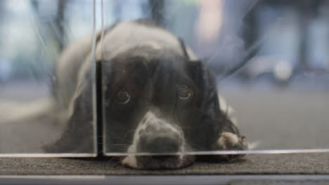 Close-Up-of-Dog-Waiting-Outside-Door-