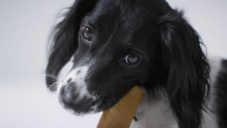 Primer-Plano-De-Un-Perro-Comiendo-Un-Regalo-01