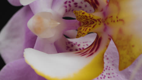 Extreme-Nahaufnahme-Von-Lila-Blüten