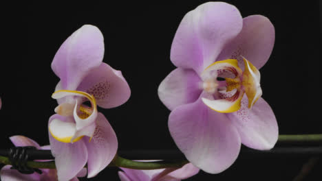 Tracking-Shot-of-Purple-Flower
