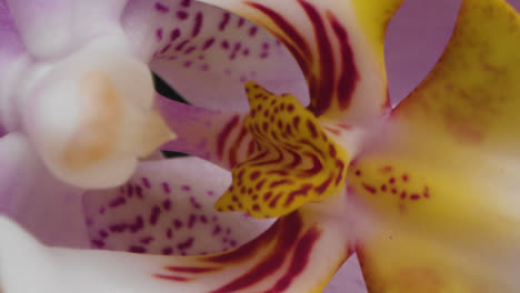 Extreme-Close-Up-of-Purple-and-Yellow-Flower