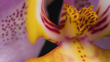 Extreme-Close-Up-of-Purple-and-Yellow-Flowers