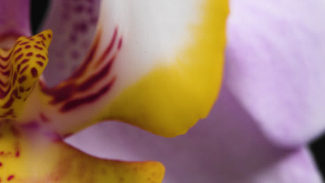 Extreme-Close-Up-of-a-Purple-and-Yellow-Flower