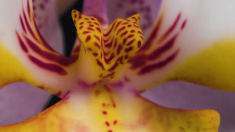 Extreme-Close-Up-of-Colourful-Flower