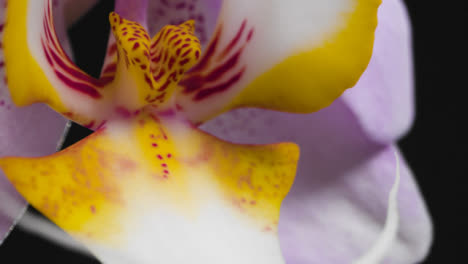 Tracking-Shot-of-Colourful-Flower