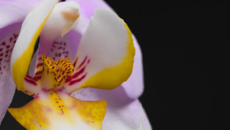 Kamerafahrt-Einer-Bunten-Blume