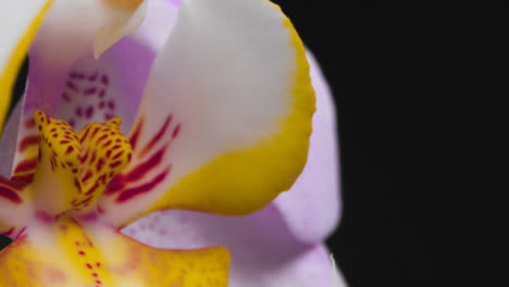 Nahaufnahme-Einer-Bunten-Blume