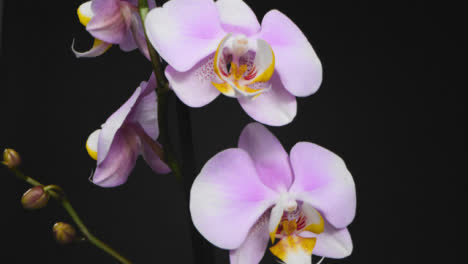 Tracking-Shot-of-Long-Purple-Flower