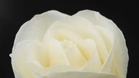 Tracking-Shot-of-White-Rose