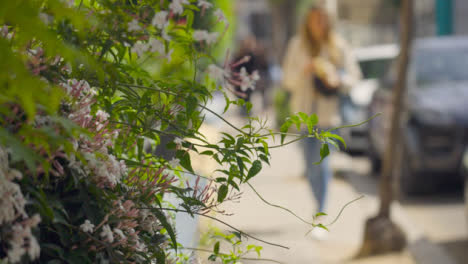 Close-Up-Shot-of-Floral-Display-On-Street-as-Person-Walks-In-the-Background