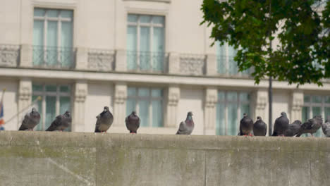 Tracking-Shot-of-Pigeons-Sitting-On-Wall