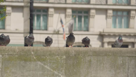 Tracking-Shot-of-Pigeons-Sitting-On-a-Wall