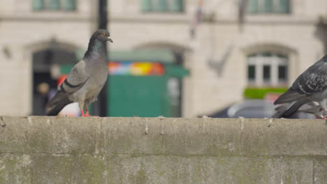 Tracking-Shot-Approaching-Pigeons-Sitting-On-a-Wall