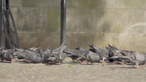 Tracking-Shot-of-Pigeons-On-the-Floor