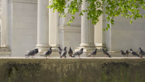 Tracking-Shot-Approaching-Pigeons-Sitting-On-a-Wall-In-Front-of-Marble-Arch-01