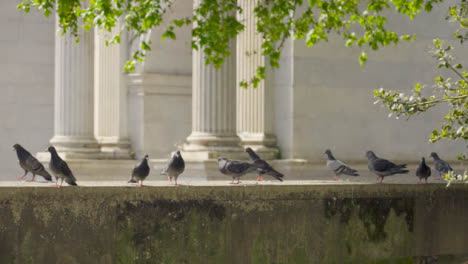 Tracking-Shot-Approaching-Pigeons-Sitting-On-a-Wall-In-Front-of-Marble-Arch-02