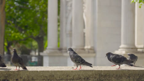 Tracking-Shot-Approaching-Pigeons-Sitting-On-a-Wall-In-Front-of-Marble-Arch-03