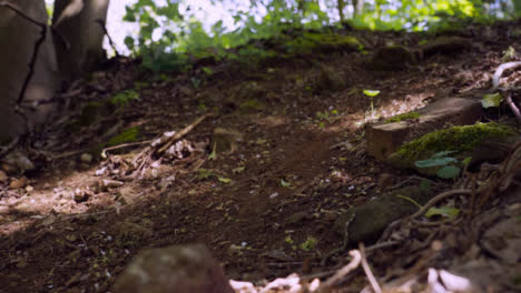 Close-Up-Slow-Motion-Shot-Of-Man-On-Mountain-Bike-Making-Mid-Air-Jump-On-Dirt-Trail-Through-Woodland