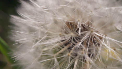 Close-Up-Of-Dandelion-With-Seeds-Growing-In-UK-Countryside