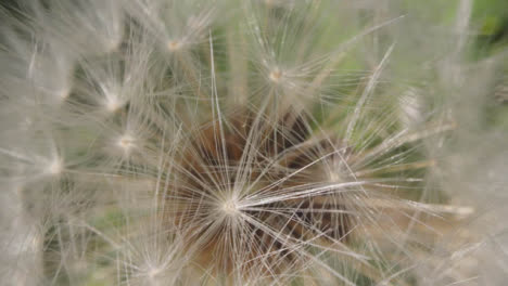 Close-Up-Of-Dandelion-With-Seeds-Growing-In-UK-Countryside-1