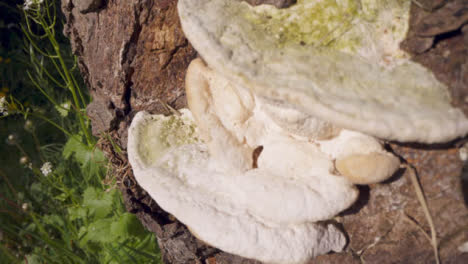 Close-Up-Of-Fungi-Growing-On-Trunk-Of-Tree-In-UK-Countryside