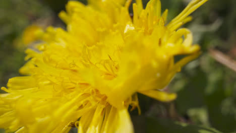 Close-Up-Of-Dandelion-Flower-Growing-In-UK-Countryside