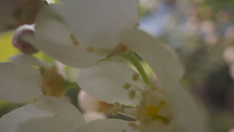 Nahaufnahme-Weiße-Apfelblüte-Blumen-Wachsen-Baum-In-Der-Britischen-Landschaft