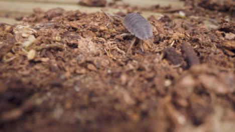 Close-Up-Of-Colony-Of-Woodlice-Insect-On-Rotting-Wood-In-UK-Countryside