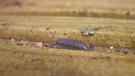 Close-Up-Of-Colony-Of-Woodlice-Insect-On-Rotting-Wood-In-UK-Countryside-1