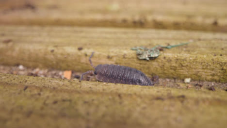 Primer-Plano-De-Una-Colonia-De-Insectos-Cochinillas-En-Madera-Podrida-En-El-Campo-Del-Reino-Unido-1