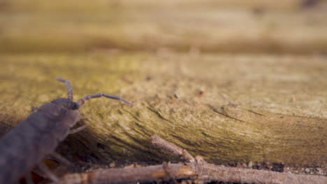 Close-Up-Of-Colony-Of-Woodlouse-Insect-On-Rotting-Wood-In-UK-Countryside
