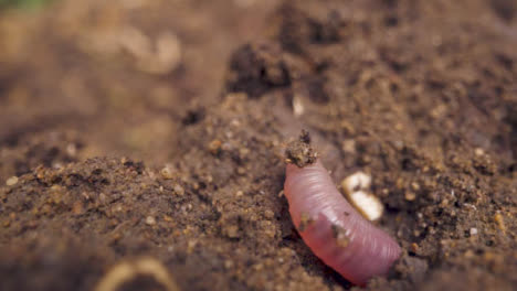 Close-Up-Of-Worm-Burrowing-In-Earth-In-Garden-Or-Countryside