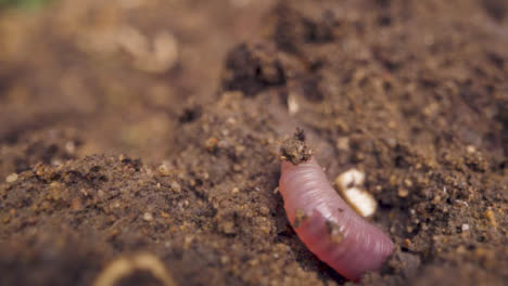 Nahaufnahme-Des-Wurms,-Der-Sich-Im-Garten-Oder-Auf-Dem-Land-In-Die-Erde-Gräbt