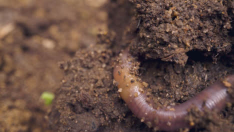 Close-Up-Of-Worm-Burrowing-In-Earth-In-Garden-Or-Countryside-1