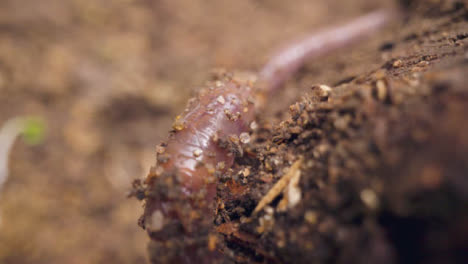 Close-Up-Of-Worm-Burrowing-In-Earth-In-Garden-Or-Countryside-3