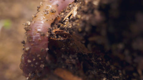 Primer-Plano-De-Un-Gusano-Excavando-En-La-Tierra-En-El-Jardín-O-En-El-Campo-4